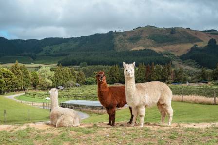 The Real Difference Between Alpacas and Llamas And Why It Matters