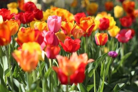 A Practical Guide to Planting and Caring for Tulips
