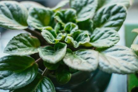 Peperomia tetraphylla ‘Hope’ Indoor Care