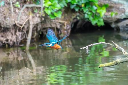 Meet the Belted Kingfisher