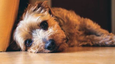 Understanding Pet Depression: Identifying, Addressing, and Supporting Your Beloved Companion