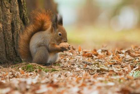 Eurasian Red Squirrel Facts