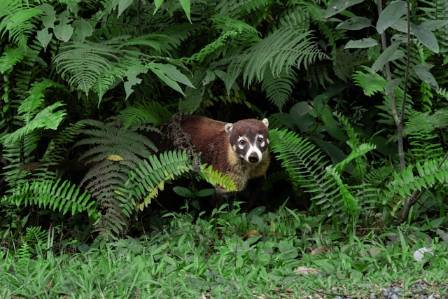 The Tree-Climbing Relatives of Raccoons