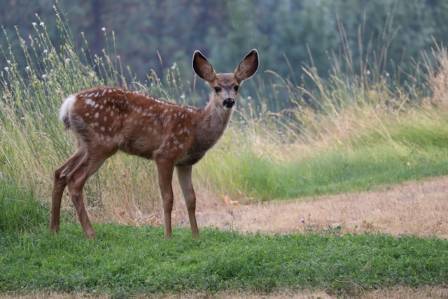 Cool Things You Should Know About Deer