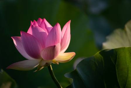 Bloom of Ages: The Lotuses of Babylonstoren