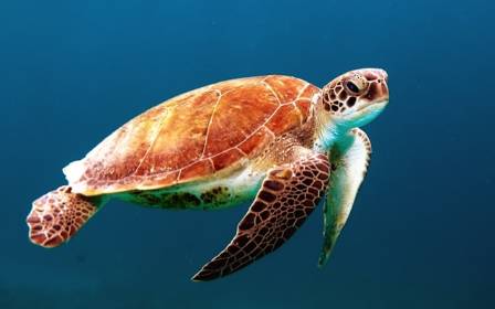 Wonders of Wildlife’s Sea Turtle Center: Rescuing and Rehabilitating Endangered Turtles