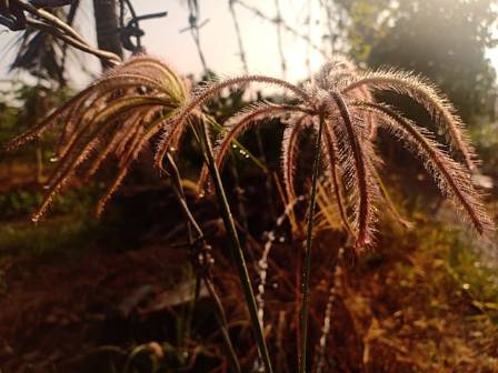 What Is Feather Reed Grass