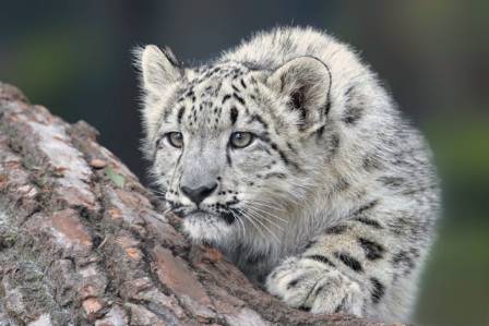 Fascinating and Mystical Snow Leopard Facts That Will Amaze You