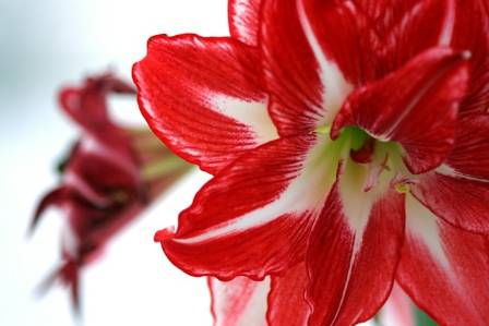 Amaryllis From Seed to Bloom