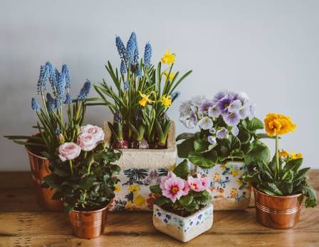 Five of the Best Indoor Plants