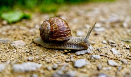 The largest known terrestrial gastropod is the giant African land snail