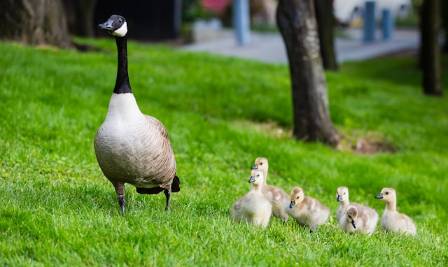 Top 10 Farm Animals: A Playful Ranking of Agricultural Companions
