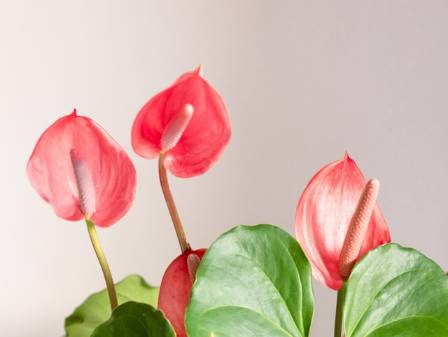 Anthurium: Easy Houseplants That Offer Long-Lasting Color