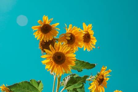 Famous Sunflower Paintings by Celebrated Artists