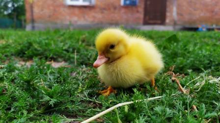 Interesting Facts About Ducks You May Not Know