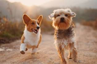 A Comprehensive Guide to Dogs Facts About These Mammalian Companions