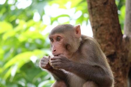 Crab-eating Macaque: The Adaptable Monkey of Southeast Asia