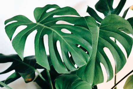 Monstera Deliciosa: A Beloved Houseplant