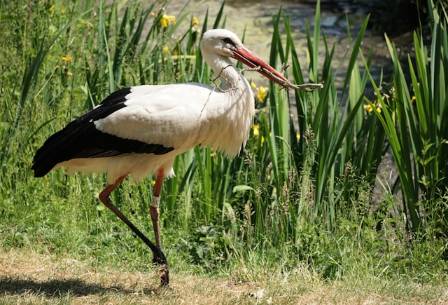 Oriental Stork