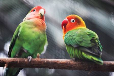 Talking To Your Parrot
