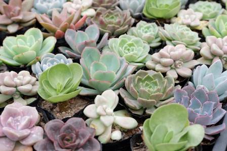 Succulent Plants: The Perfect Indoor Greenery
