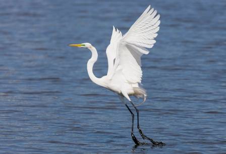 Why Egrets are so Great!