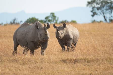 Top 10 facts about rhinos