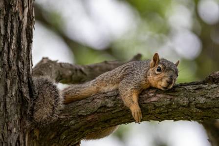 A Day in the Life of a Squirrel