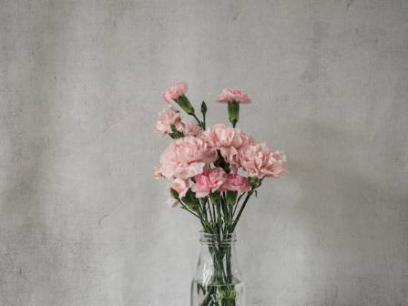 Everything You Need To Know About Carnations