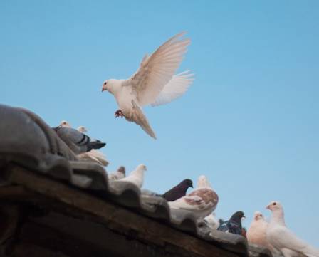 Amazing Facts About Pigeons