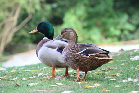The Diverse World of Ducks