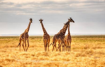 Ultimate Secrets of the Tallest Animal Alive That Will Blow Your Mind