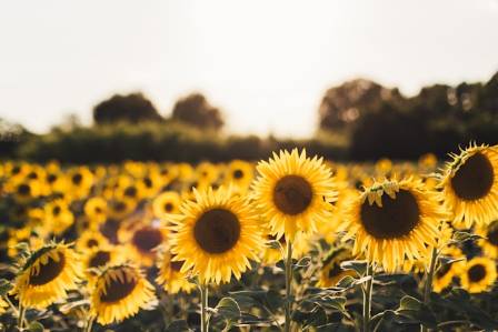 A Memory of Giant Sunflowers