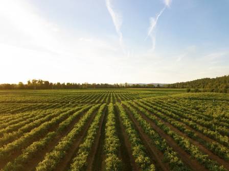 New Framework Strategies to Protect Agricultural Water Supply Networks Around the World