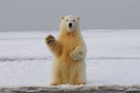 Polar bears: The largest land carnivores